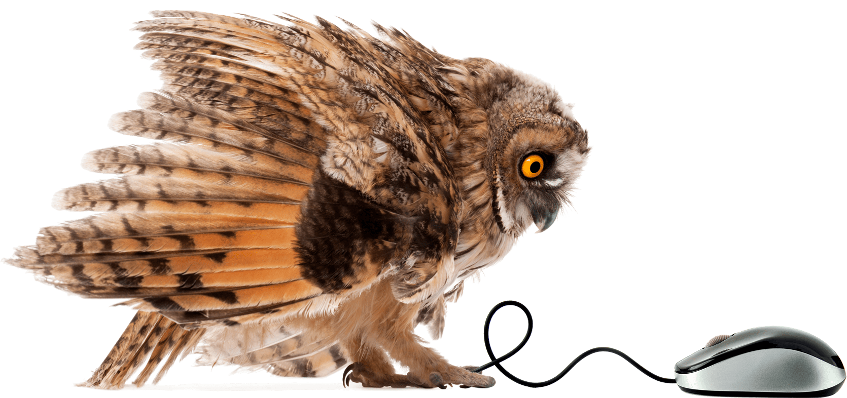 Owl playing with mechanical mouse